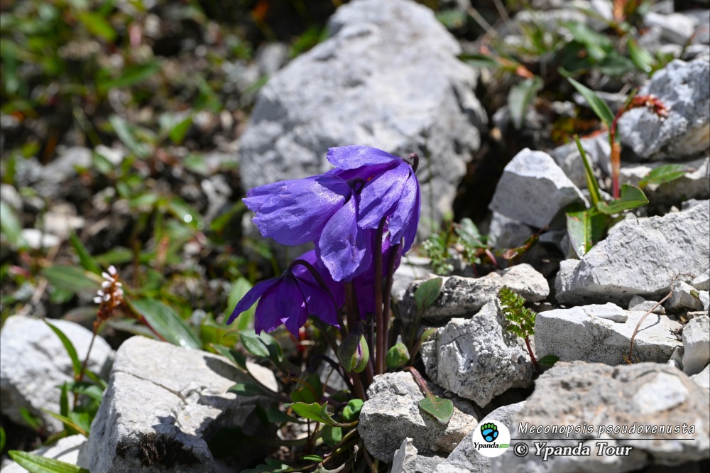 Meconopsis-pseudovenusta-拟秀丽绿绒蒿