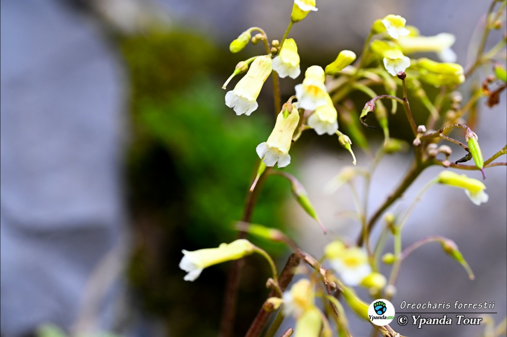 Oreocharis-forrestii-丽江马铃苣苔