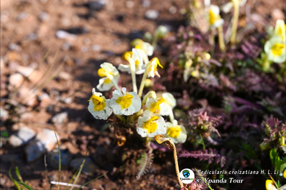 Pedicularis-croizatiana-H.-L.-Li-凹唇马先蒿
