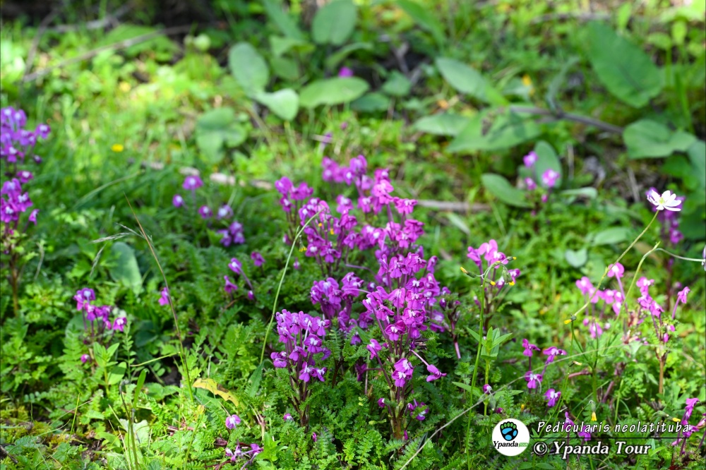 Pedicularis-neolatituba-新粗管马先蒿
