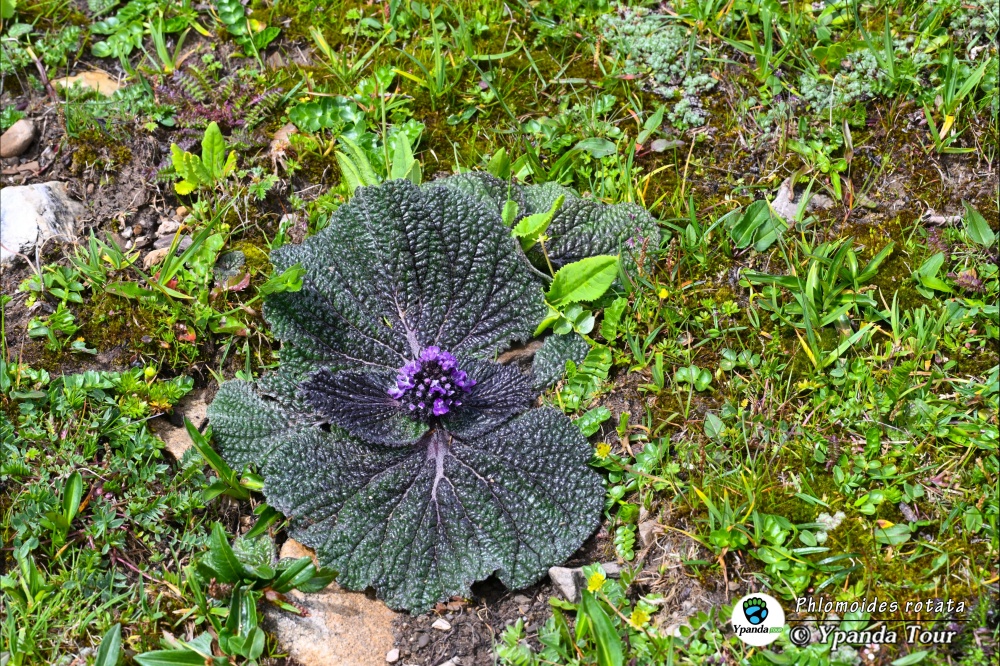 Phlomoides-rotata-独一味