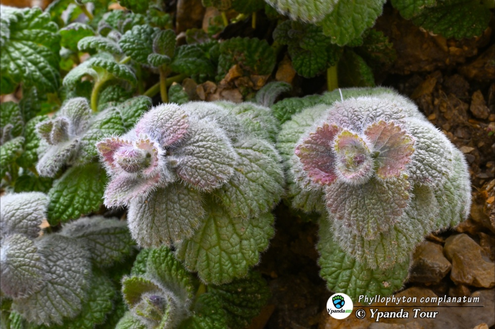 Phyllophyton-complanatum-扭连钱