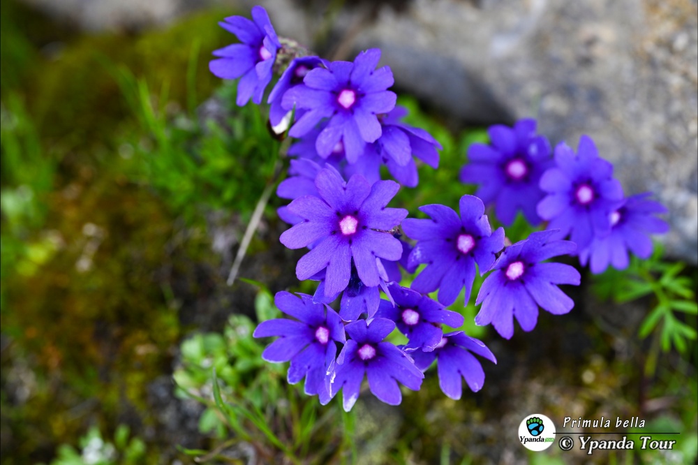 Primula-bella-山丽报春