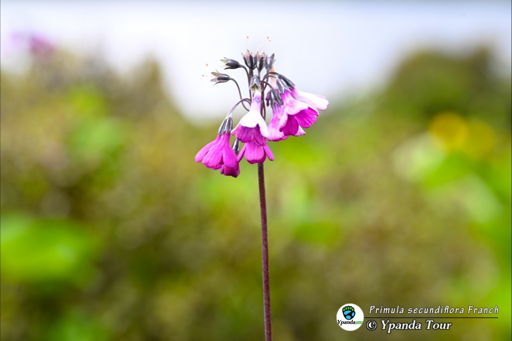 Primula-secundiflora-Franch.-偏花报春