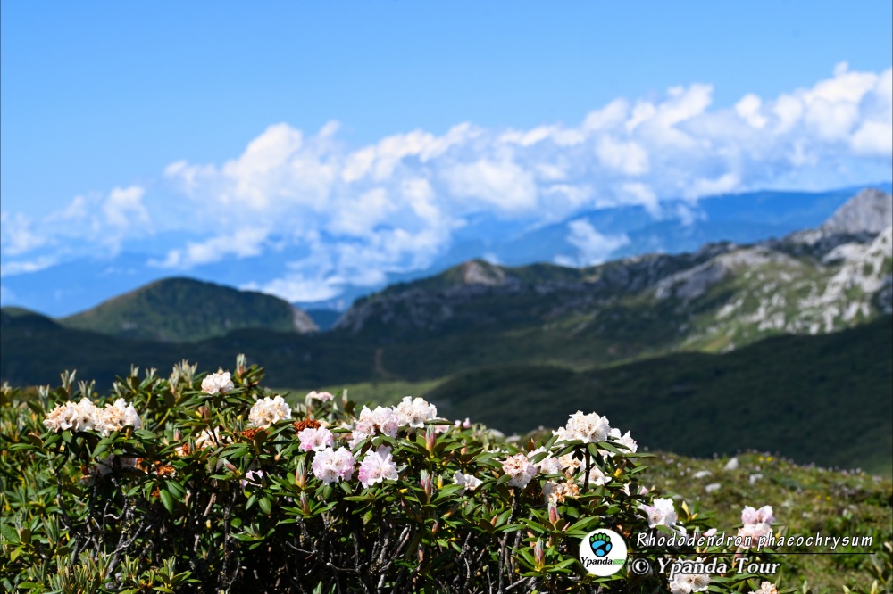 Rhododendron-phaeochrysum-栎叶杜鹃