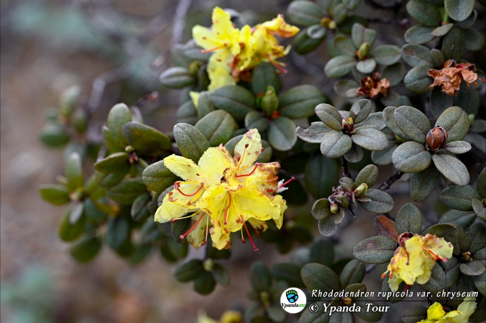 Rhododendron-rupicola-var.-chryseum-金黄杜鹃