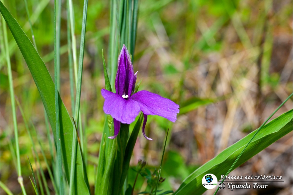 Roscoea-schneideriana-无柄象牙参