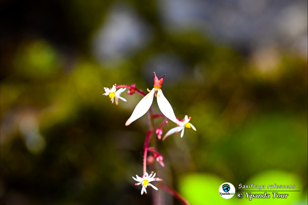 Saxifraga-rufescens-红毛虎耳草