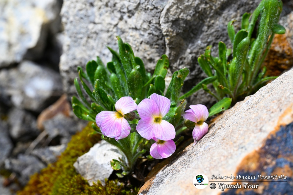 Solms-laubachia-linearifolia-线叶丛菔