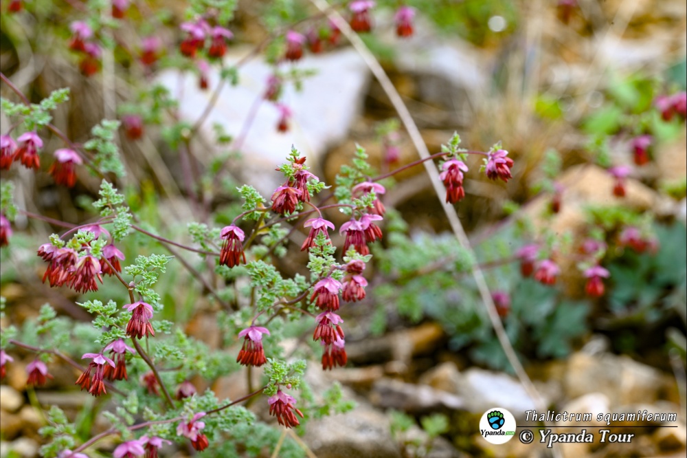 Thalictrum-squamiferum-石砾唐松草
