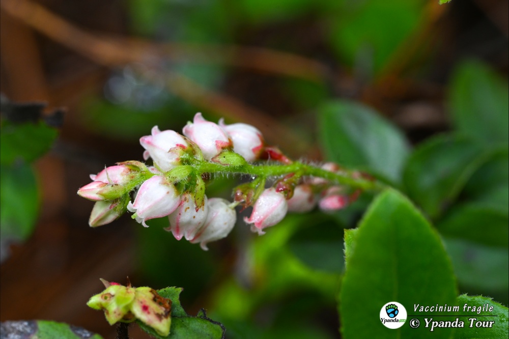 Vaccinium-fragile-乌鸦果