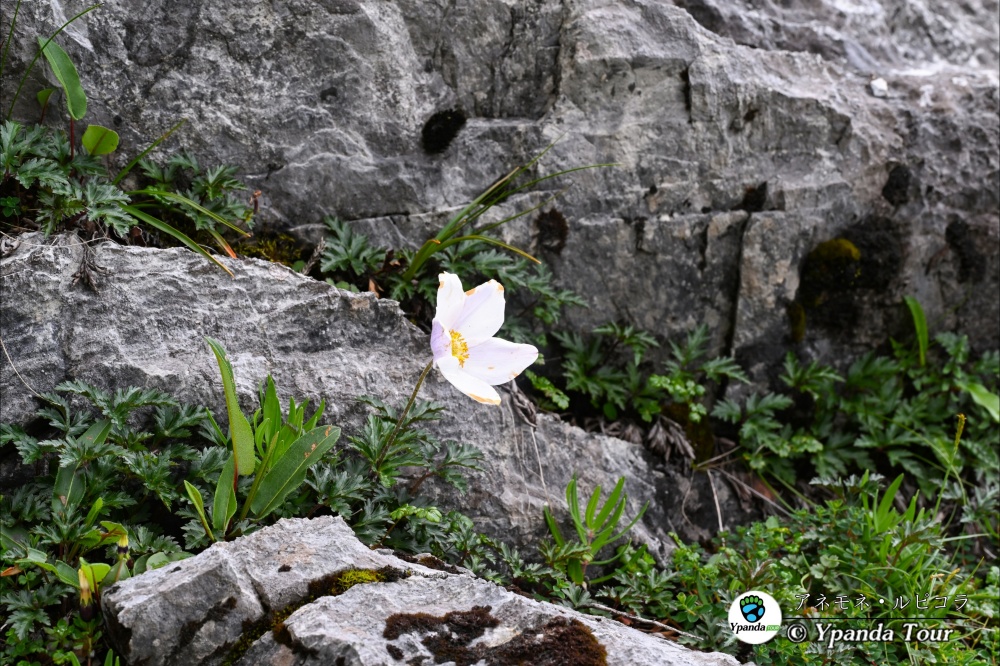 アネモネ・ルピコラ-岩生银莲花