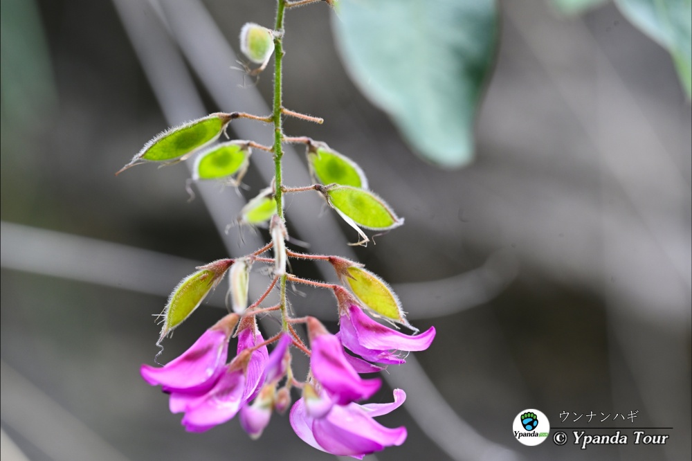 ウンナンハギ-小雀花