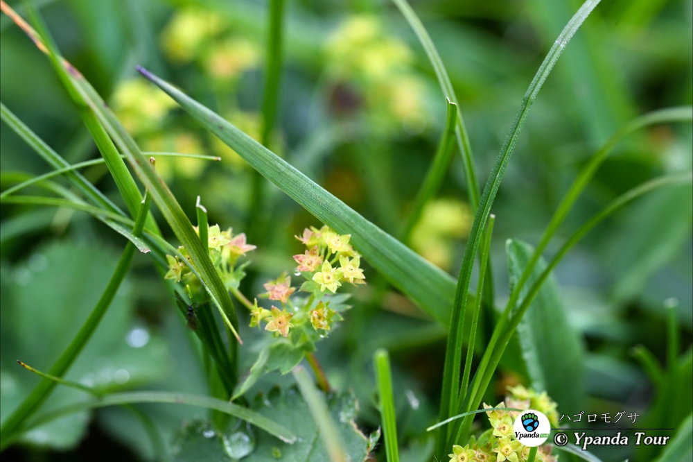 ハゴロモグサ-羽衣草