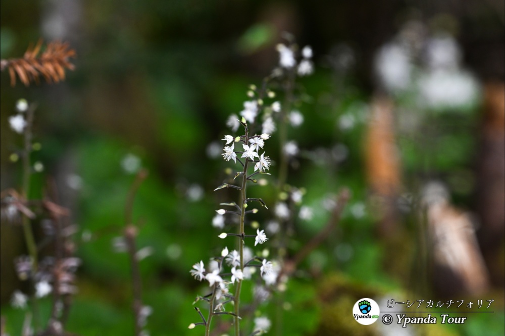 ビーシアカルチフォリア-铁破锣