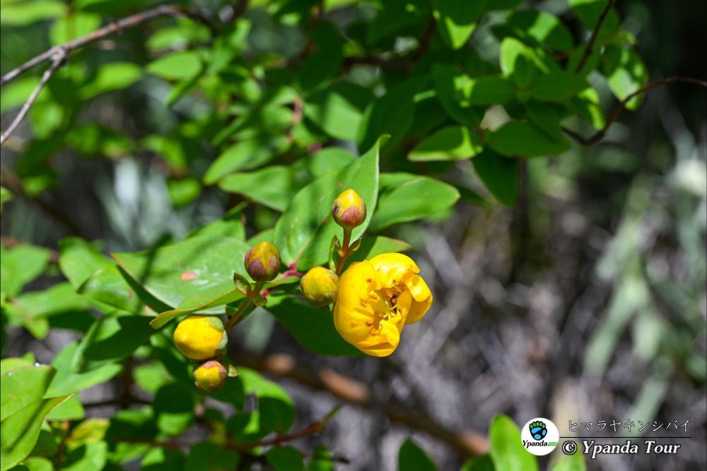 ヒマラヤキンシバイ-短柱金丝桃