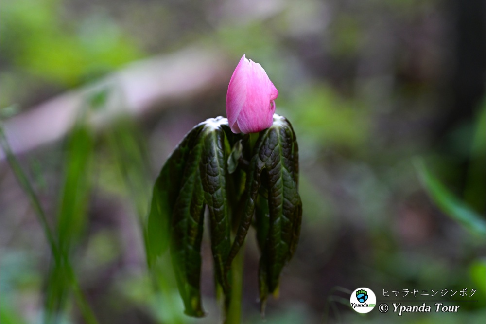 ヒマラヤニンジンボク-桃儿七
