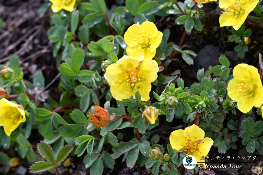 ポテンティラ・クネアタ-楔叶委陵菜