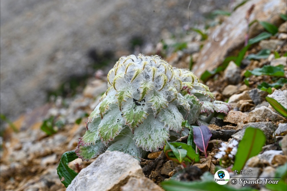 雪蓮花Saussurea-medusa