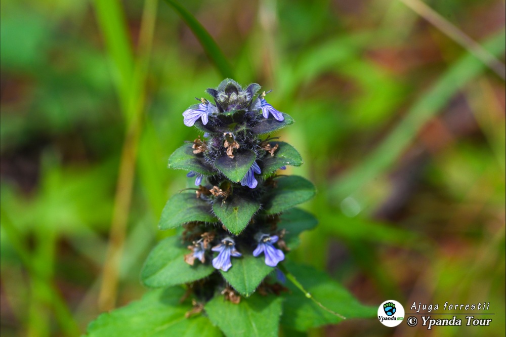 Ajuga-forrestii-痢止蒿