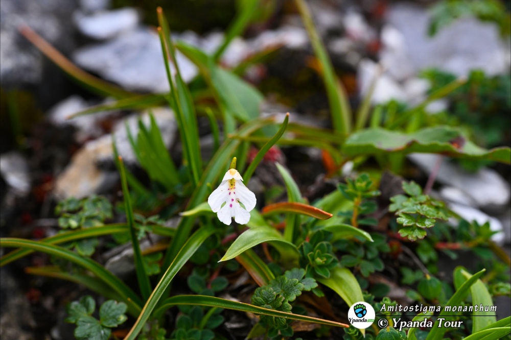 Amitostigma-monanthum-一花无柱兰