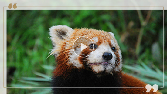 小熊猫 (2) (2)_副本.png