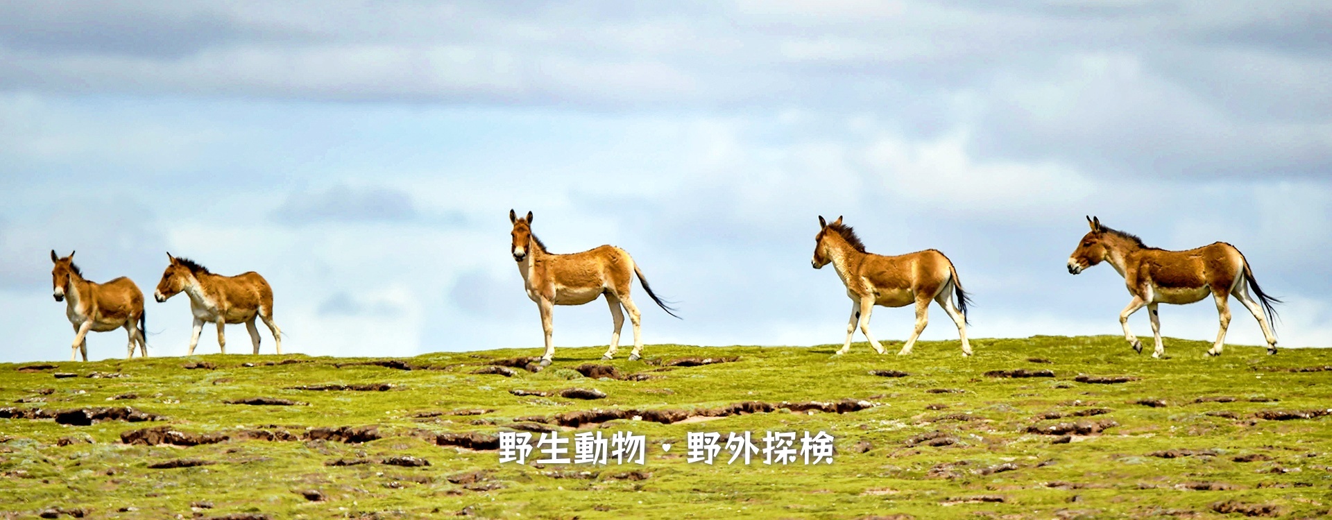 野生動物・野外探検
