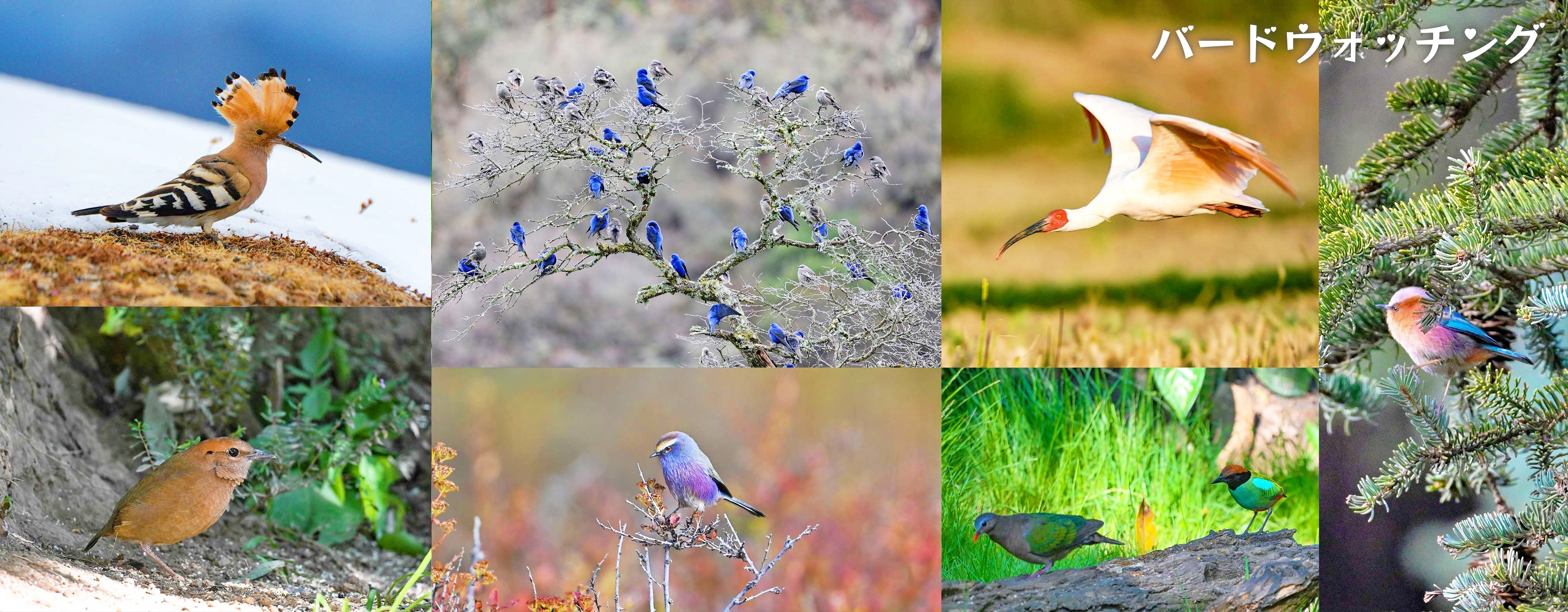 バードウォッチング