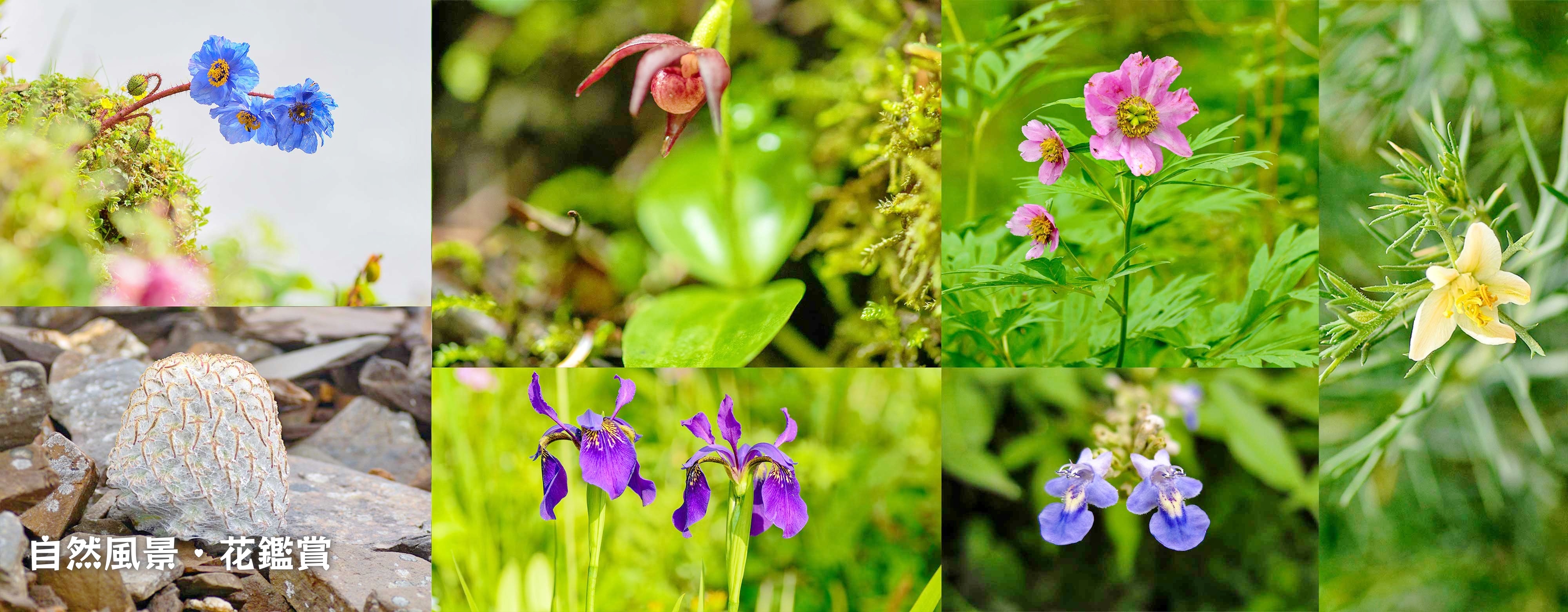 自然風景・花鑑賞