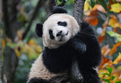 「パンダの故郷」四川へ　茶文化と田園生活を深く体験する6日間