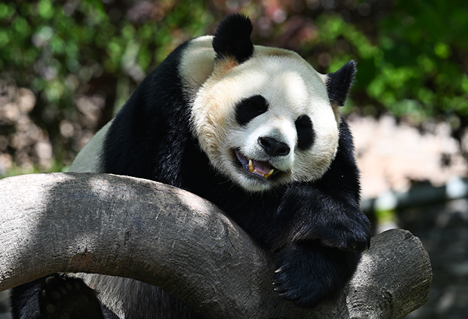 「パンダの故郷」四川へ　茶文化と田園生活を深く体験する6日間