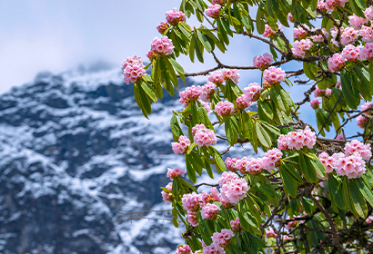 高原のツツジと少数民族文化撮影10日間の旅