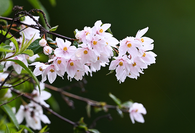 高原のツツジと少数民族文化撮影10日間の旅