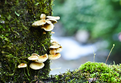 野趣あふれる8日間、シャングリラ夏限定のグルメツアー