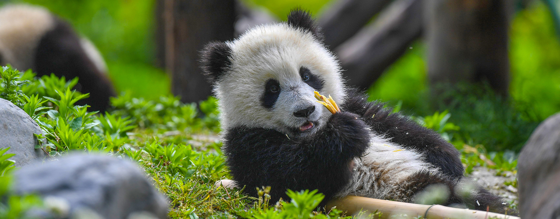 パンダ