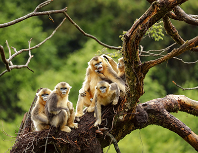 四川ジャイアントパンダ生息地