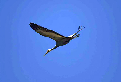 8日婺源野鳥観察撮影ツアー(冬季)